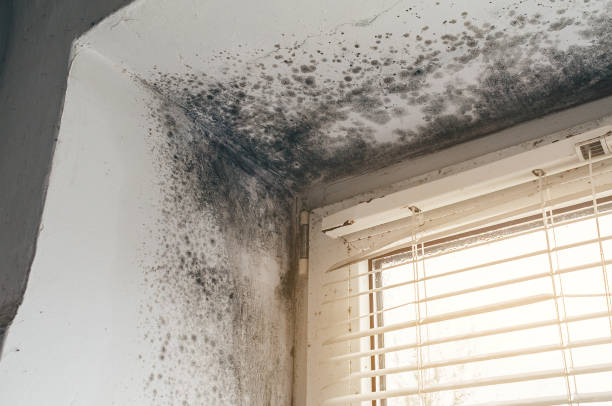 Affordable Commercial Mold Remediation solutions in Four Oaks, NC